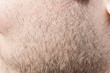 Foto: Closeup of unshaved bristle scrub on man's cheek Closeup of unshaved bristle scrub on man's cheek