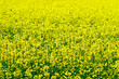 Rape field