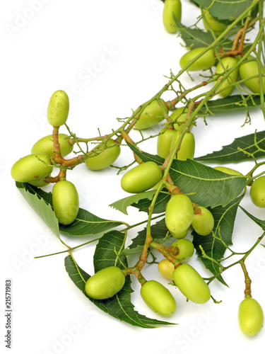 Photo : neem, lilas des Indes, plante médicinale, fond blanc neem, lilas des Indes, plante médicinale, fond blanc