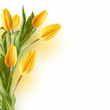 Bouquet of tulips
