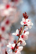 Spring flowers