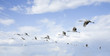 flying birds flying birds