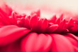 Gerbera Daisy