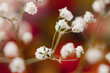 White Flowers