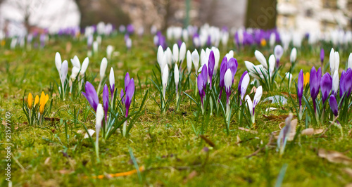 Photo: Frühlingswiese mit Krokussen Frühlingswiese mit Krokussen