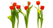 langstielige stehende Tulpen freigestellt