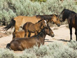 Pryor Mountain mustangs