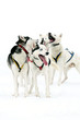 Huskys