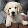 Jeune Golden Retriever (2 mois)