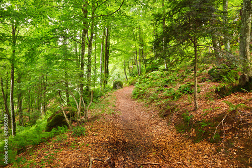 Photo: Mountain forest in Pyrenees, France Mountain forest in Pyrenees, France