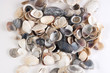 shells