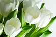 obraz - White Tulips