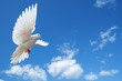 Dove in the air with wings wide open Dove in the air with wings wide open