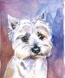 Maltese dog watercolor painted