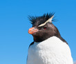 rockhopper penguin rockhopper penguin
