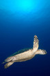 Photo: Underwater Sea Turtle Underwater Sea Turtle