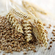 Whole grain wheat kernels closeup