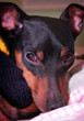 Miniature Pinscher closeup