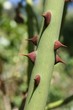 Aiguillons épineux