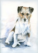 Small dog watercolor painted. Small dog watercolor painted.