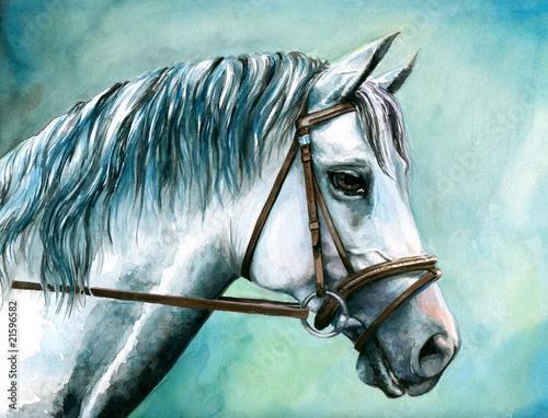 Illustration: Gray horse watercolor painted. Gray horse watercolor painted.