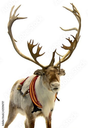 Photo: Finnish Reindeer Finnish Reindeer
