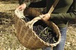cesto di olive