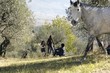 il cavallo
