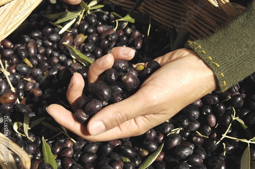 Photo: olive in mano olive in mano