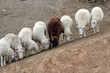 Seven white and one brown sheep
