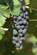 raisin noir