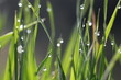 gouttes d'eau
