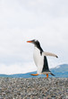 gentoo penguin gentoo penguin