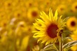 Sunflower in the field backlit by the light of the setting sun