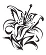 lily