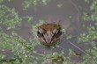 Frosch im Wasser
