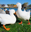 domestic ducks near the pond in the village
