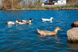 Domestic ducks floating in the lake water