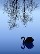 Swan in Fog Swan in Fog