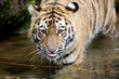 Sibirischer Tiger
