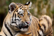 Sibirischer Tiger