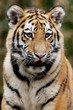 Sibirischer Tiger