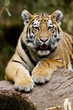 Sibirischer Tiger