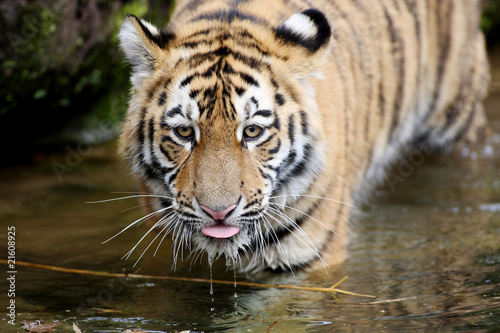 Foto: Sibirischer Tiger Sibirischer Tiger