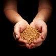 cereals