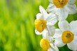 white daffodils