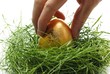 Picking up gold egg