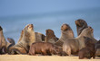 Group of sea lions on the beach