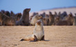 Group of sea lions on the beach