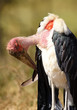 Marabou Stork (Leptoptilos crumeniferus)